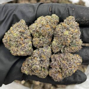 Rainbow Belts indoors 🌈