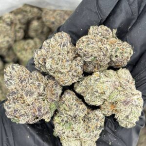 Gobstopper Indoors 🍬