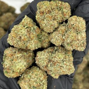 SFV OG Indoors ⛽️⛽️